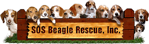 SOS Beagle Rescue